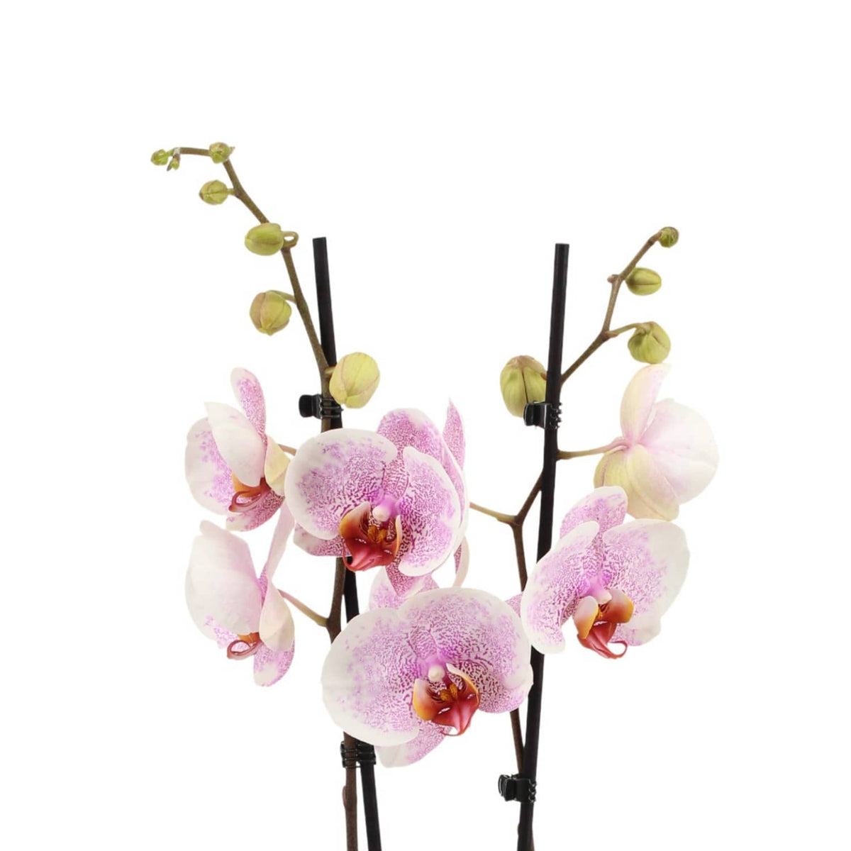 Phalaenopsis Orchid | Ursula