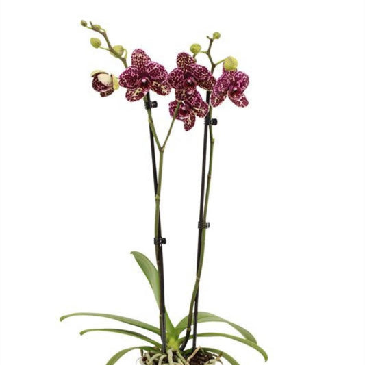 Phalaenopsis Orchid | Wildcat | Potted Houseplants
