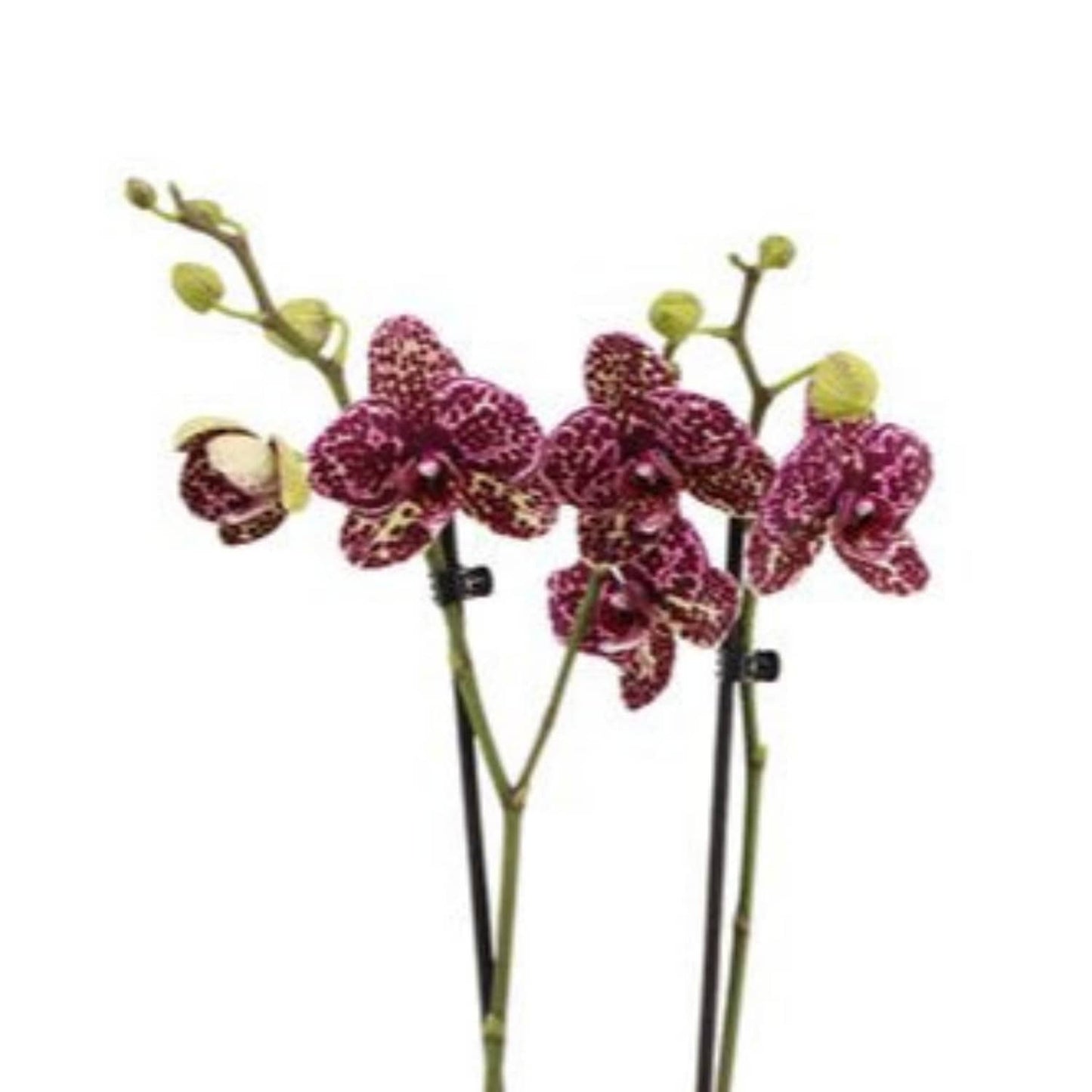 Phalaenopsis Orchid | Wildcat