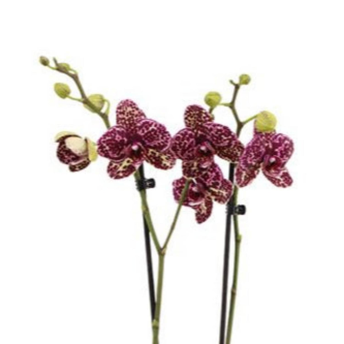 Phalaenopsis Orchid | Wildcat