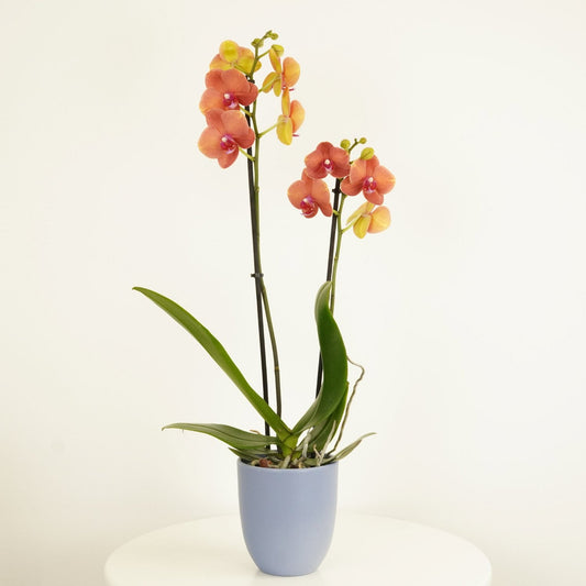 Phalaenopsis Orchid | Surfsong | Potted Houseplants