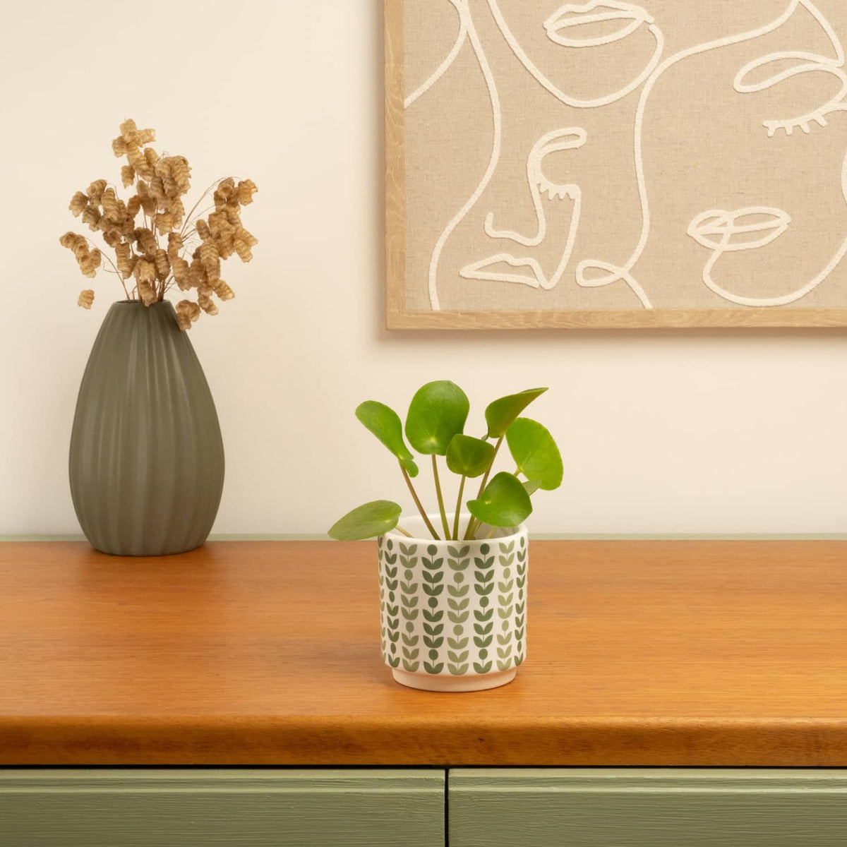 Chinese Money Plant