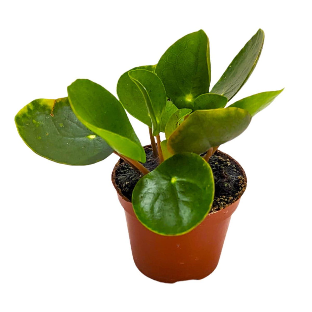 Chinese Money Plant