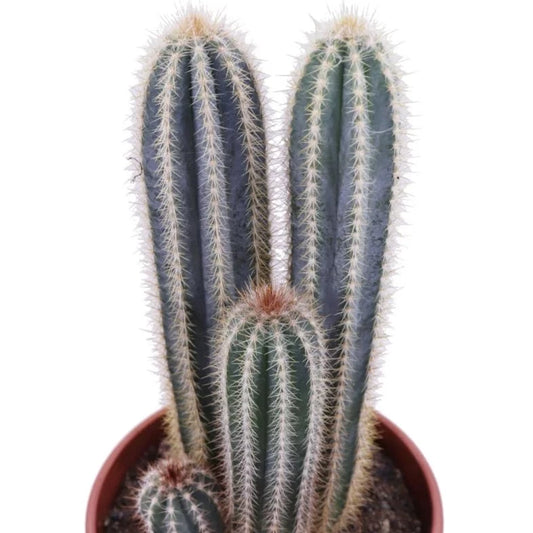 Blue Torch Cactus | Flowering Plants