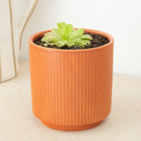 A captivating Pinguicula Agnata carnivorous plant sitting in a red-orange ceramic striped pot. This variety has bright green leaves with sticky, bristled surfaces to catch insects.