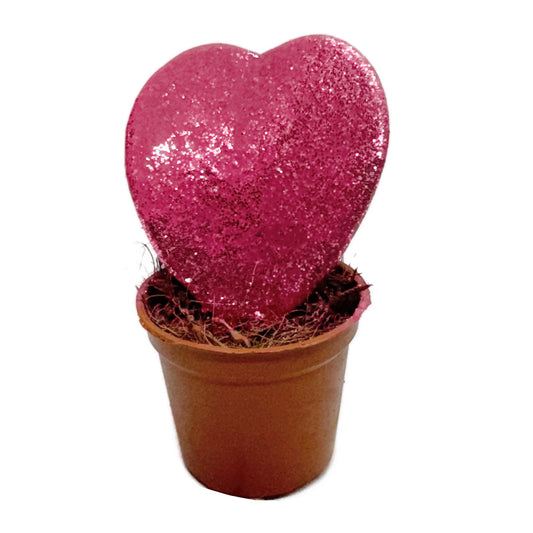 Heart Plant | Kerrii Pink Glitter | Perfect Plants for Under £30