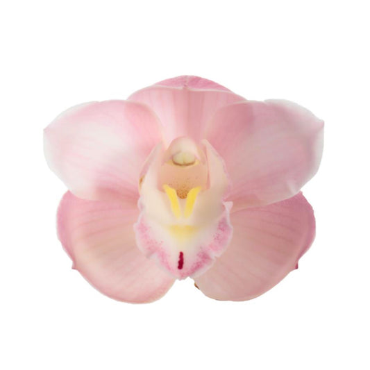 Cymbidium Orchid | Paddy Pink | Potted Houseplants
