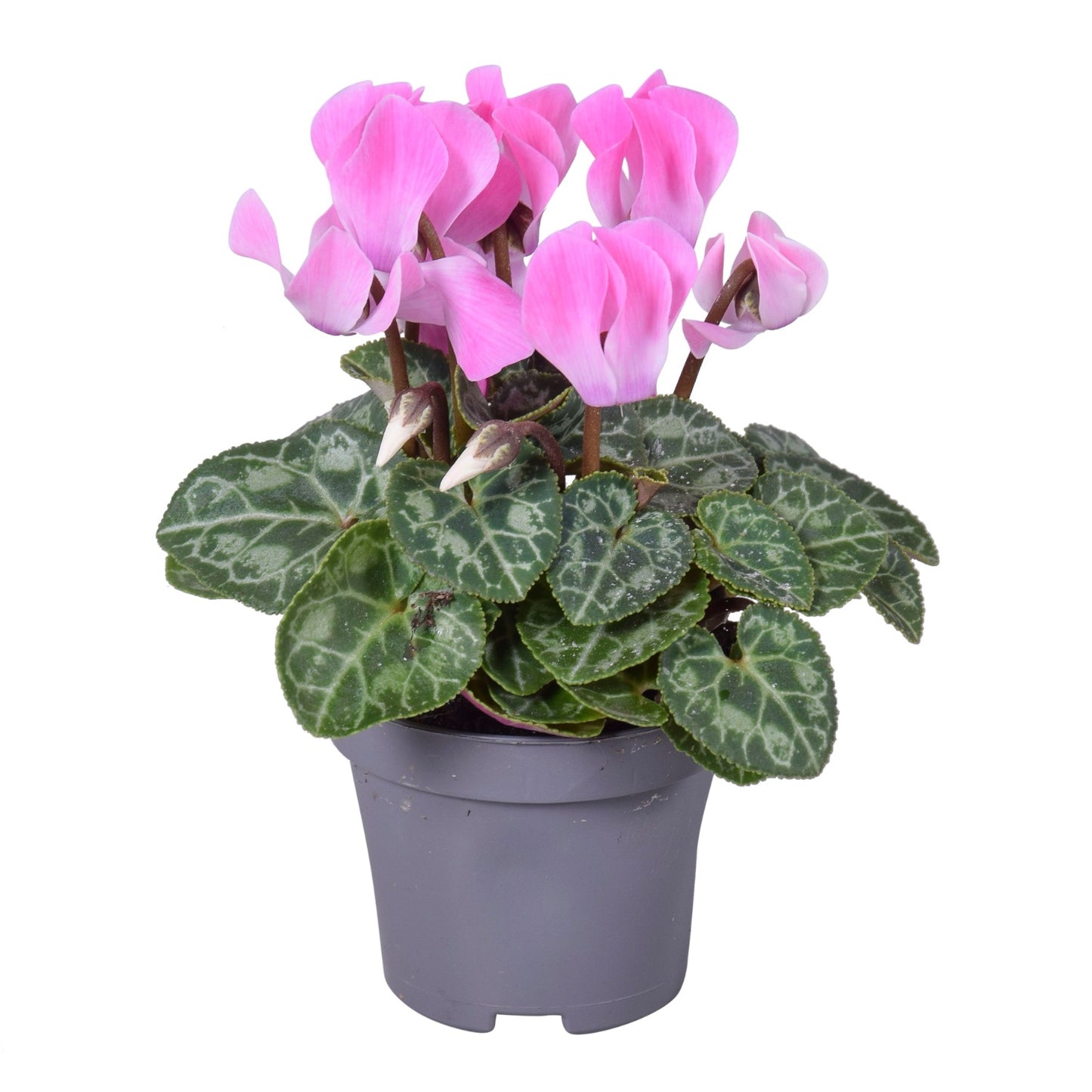 Cyclamen | Pink