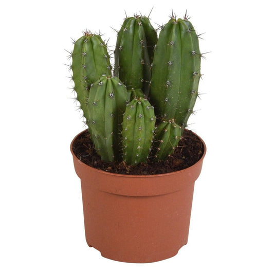 Chip Chip Cactus | Potted Houseplants