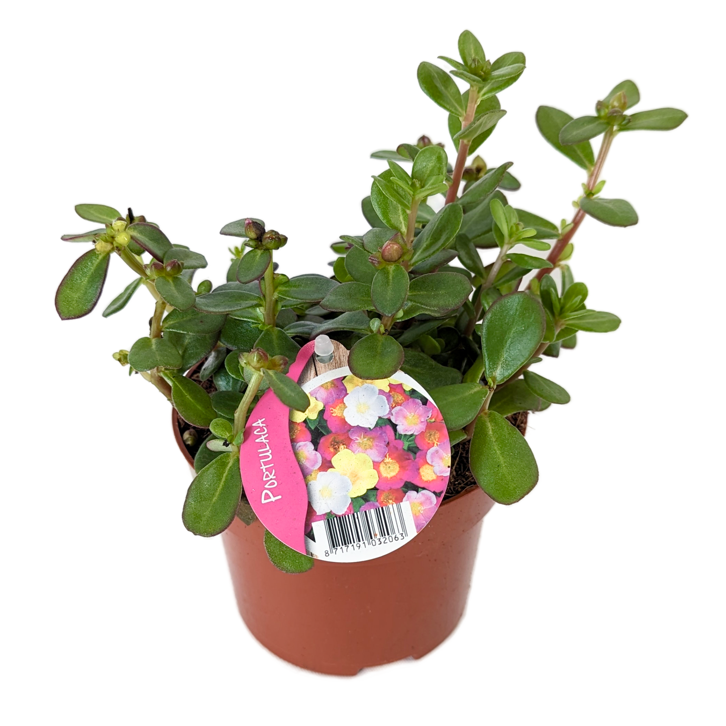 Common Purslane | Umbraticolata