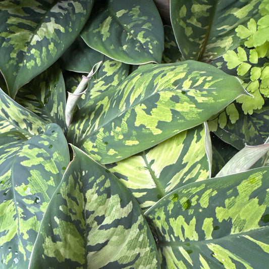 Queen Of Hearts | Camouflage | Hard To Find | Potted Houseplants