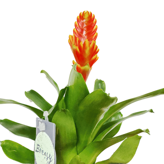 Vriesea Flaming Sword | Red-Orange | Potted Houseplants