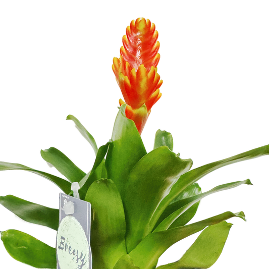 Vriesea Flaming Sword | Red-Orange | Perfect Plants for Under £30