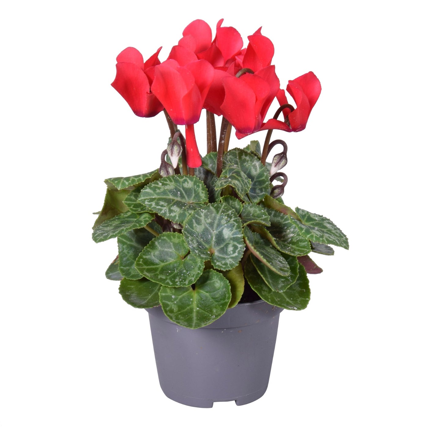 Cyclamen | Red