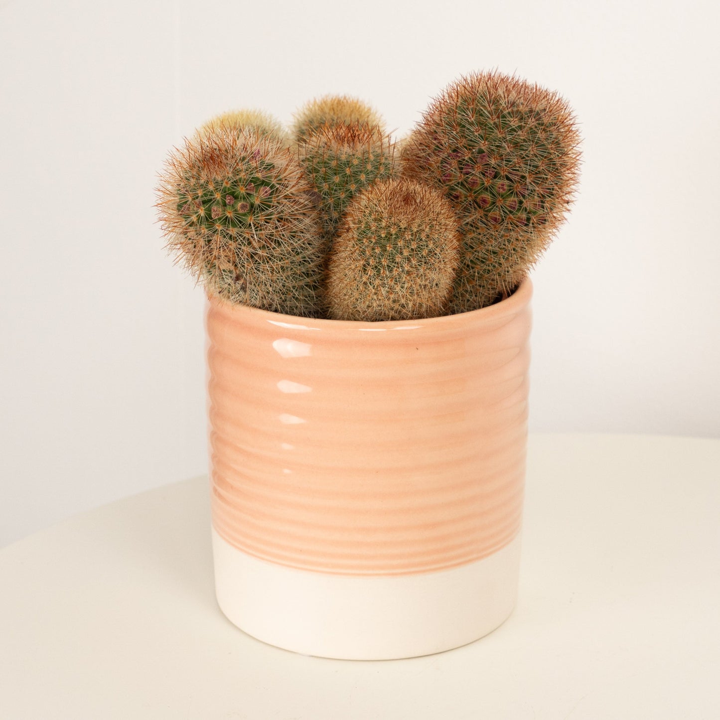 Red Headed Irishman Cactus