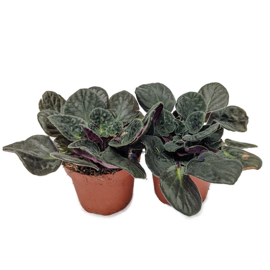 Rescue Me! African Violets | Potted Houseplants