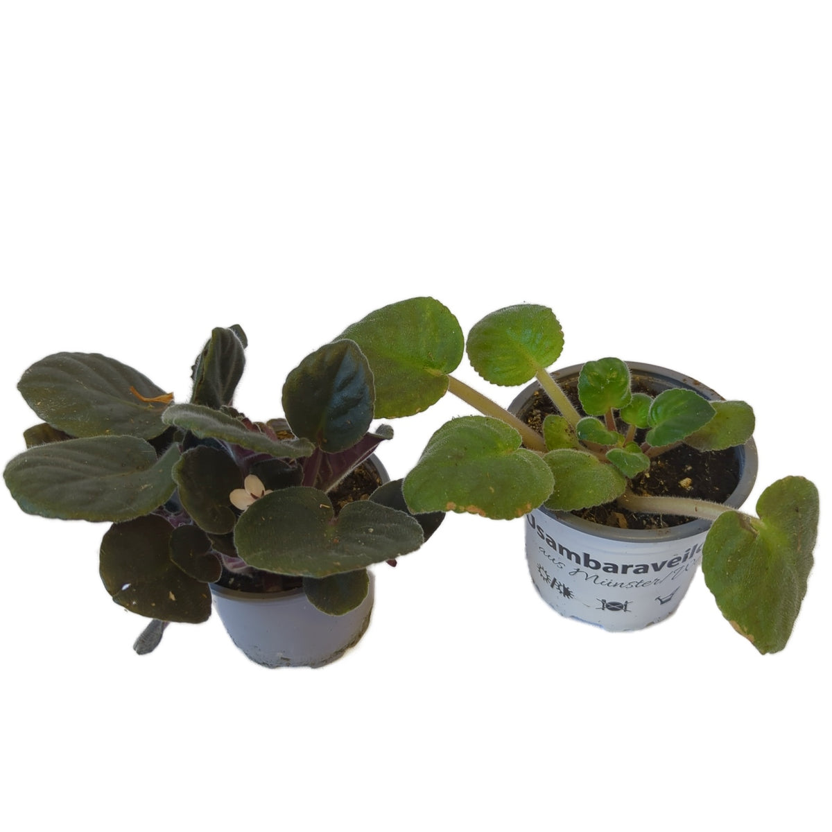 Rescue Me! African Violets