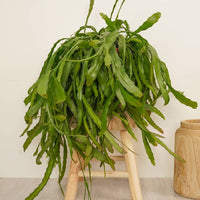 A stunning Rhipsalis Disocactus sitting on a comfortable stool. This variety is best identified through its distinct 'chaotic' and 'full' appearance consisting of lengthy stems and long, vibrant green leaves. Great for beginners, air-purifying and sure to inspire wherever they go - you can't go wrong with a Rhipsalis Disocactus if you're looking to add some tropical decor!