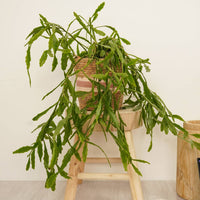 A stunning Rhipsalis Platyclada houseplant sitting on a stool in a decorative pot (sold separately.) These are best identified through their 'chaotic' looking colection of stems, vibrant lengthy leaves and undeniably tropical aura. Great for beginners and suitable for gifting, there's plenty to love with this variety!