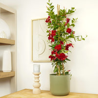Tropical Rocktrumpet Mandevilla Indoor Houseplant - shown in a decorative pot sold separately.