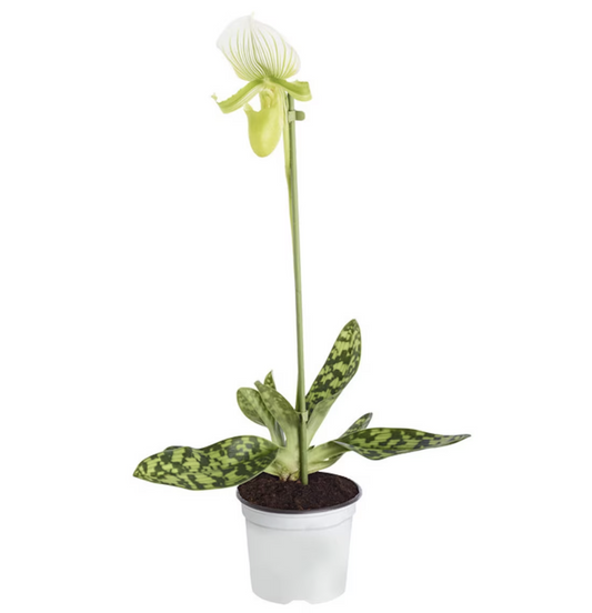 Venus Slipper Orchid | Femma | Houseplant Moving Sale