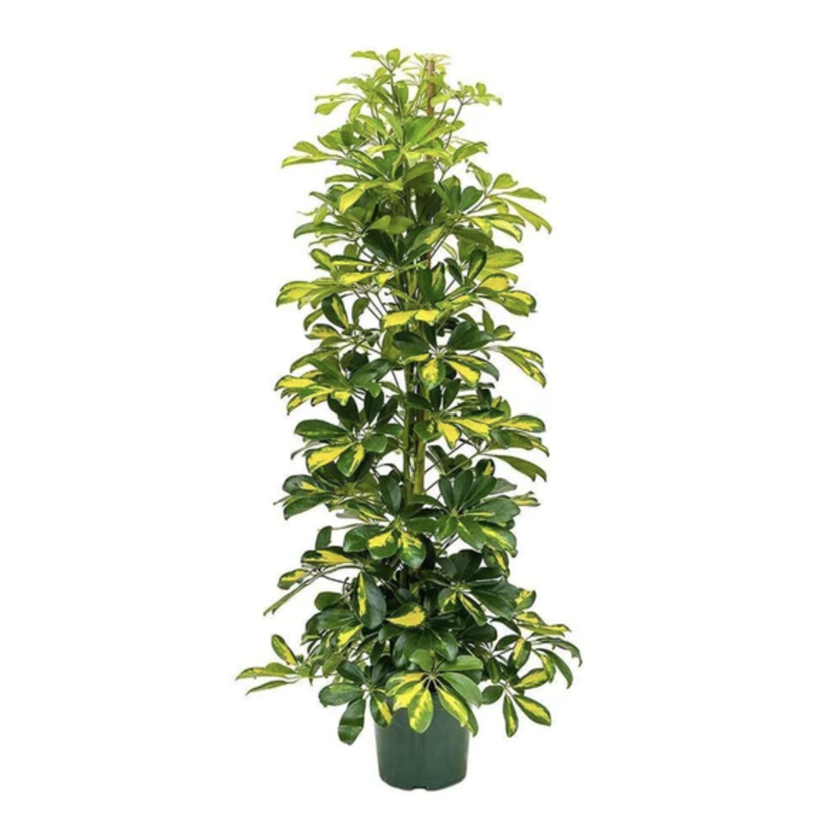 Umbrella Tree | Dalton