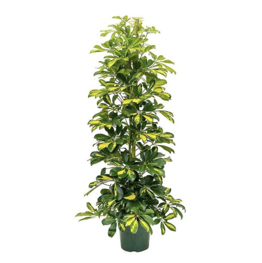 Umbrella Tree | Dalton | Air Purifying Plants