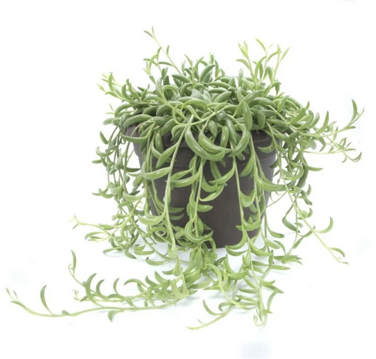 String Of Bananas | Potted Houseplants