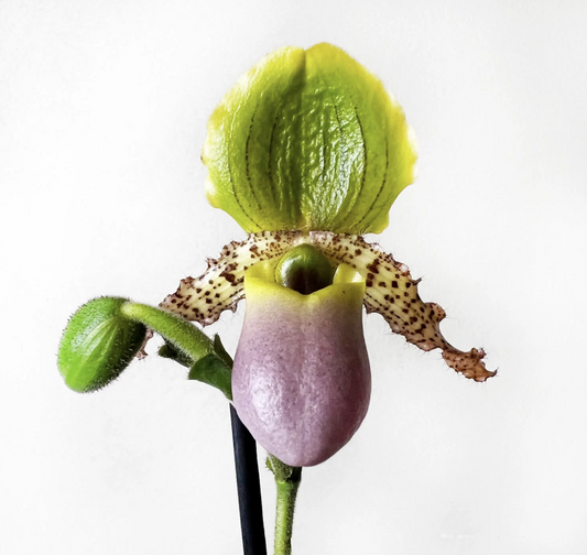 Venus Slipper Orchid | Pinocchio | Shade Loving Plants