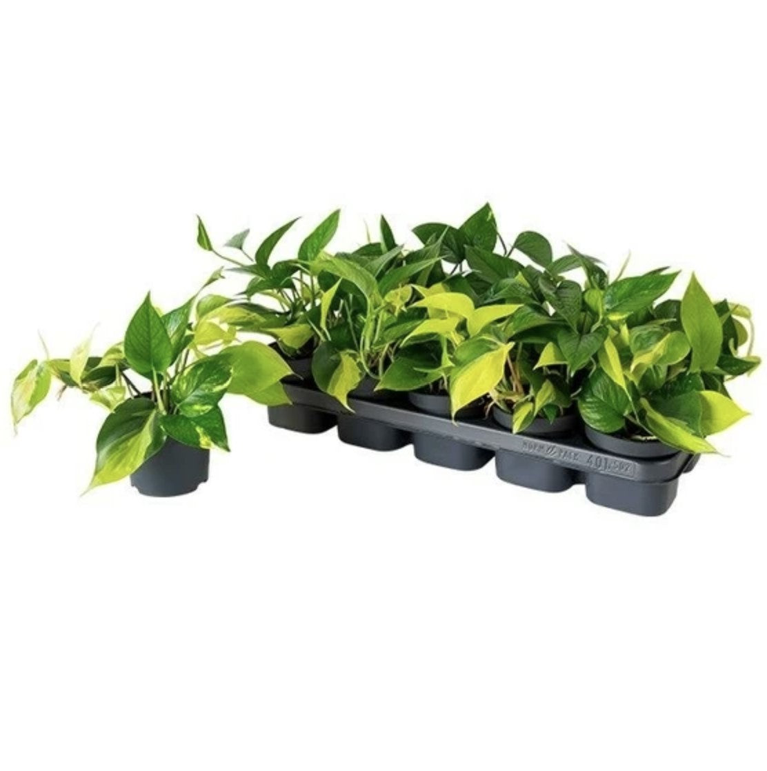 *New* Devil's Ivy | Tricolour | Golden Pothos