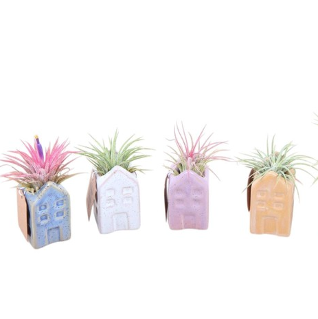Air Plant Dutch House | Tillandsia | Potted Houseplants