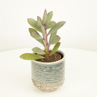 An ideal variety for beginners, these captivating Senecio Crassissimus - also known as the 'Propeller Plant', 'Vertical Leaf' and 'Lavender Steps' is sure to inspire with its air-purifying abilities, low care requirements and stunning leaf structure! Available at www.houseplant.co.uk