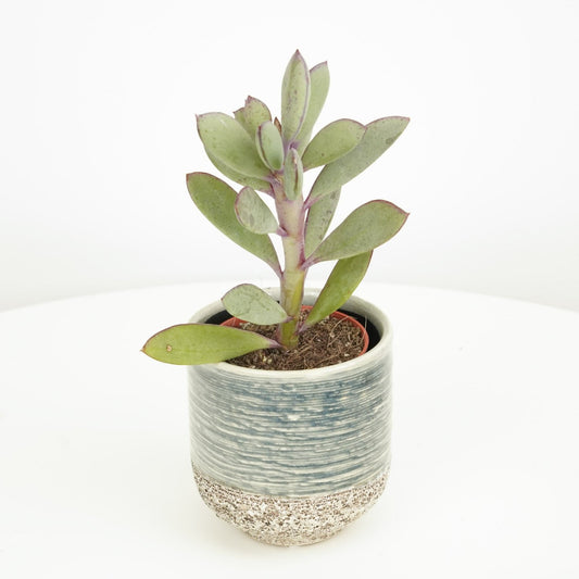 Propeller Plant | Potted Houseplants