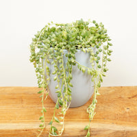 A stunning Senecio 'Albo' Variegated String of Pearls plant in a decorative pot (sold separately.) Great for beginners, immensely decorative, and sure to amaze wherever they go! Suitable for placement in the workplace, at home and beyond.