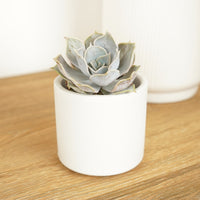 An adorable 'Sienna' Echeveria Tropical Succulent Houseplant - great for gifting and sure to inspire! Shown in a white ceramic decorative pot sold separately.