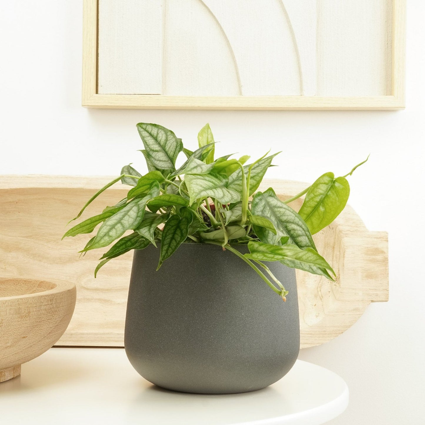 Monstera | Siltepecana