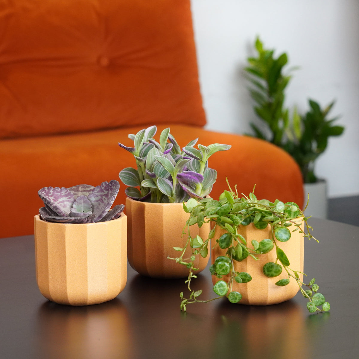 Small Air-Purifying Trio | Plant Bundle