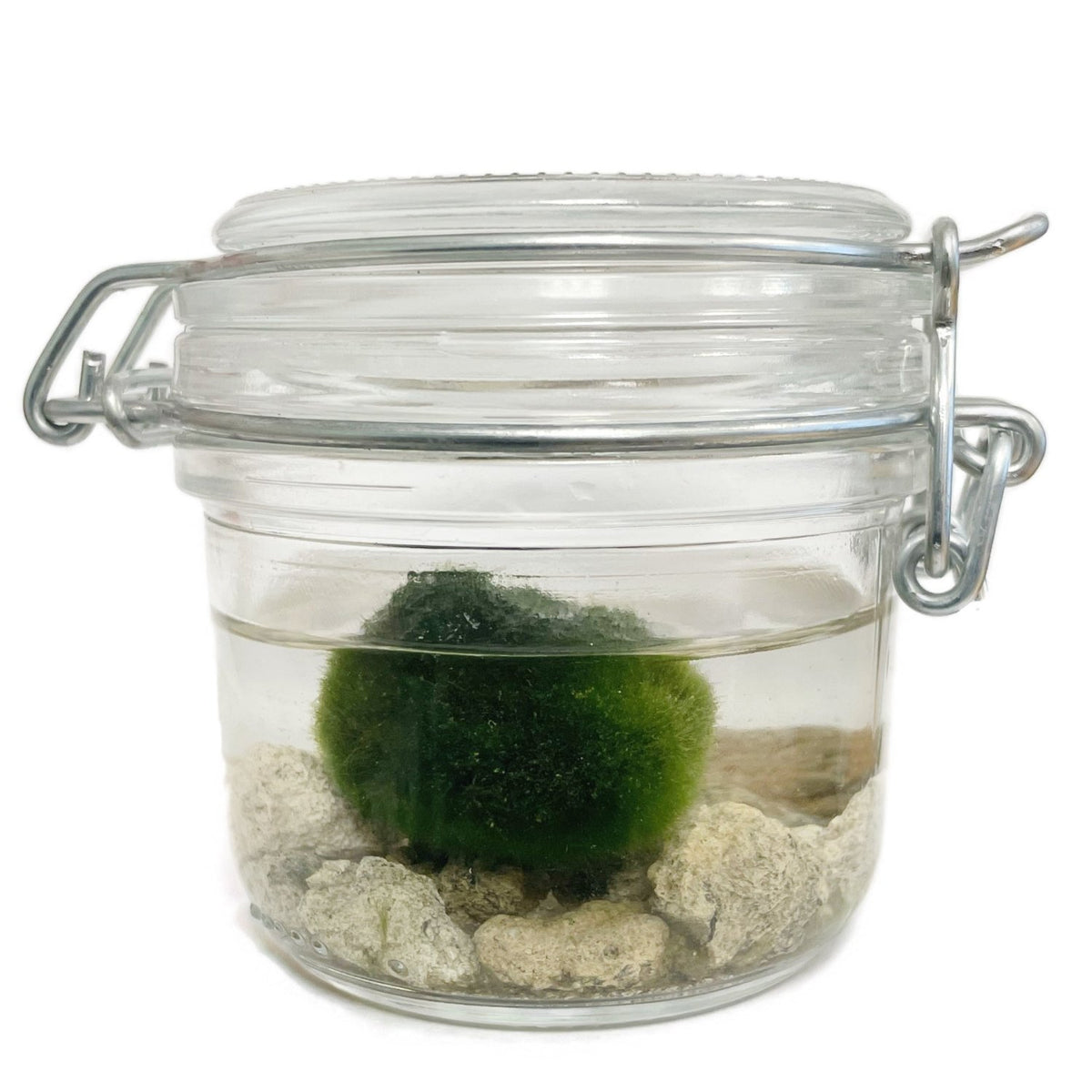 Marimo | Moss Ball | Rare Plant