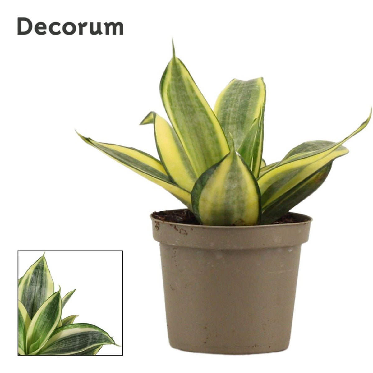 Snake Plant | Golden Hahnii