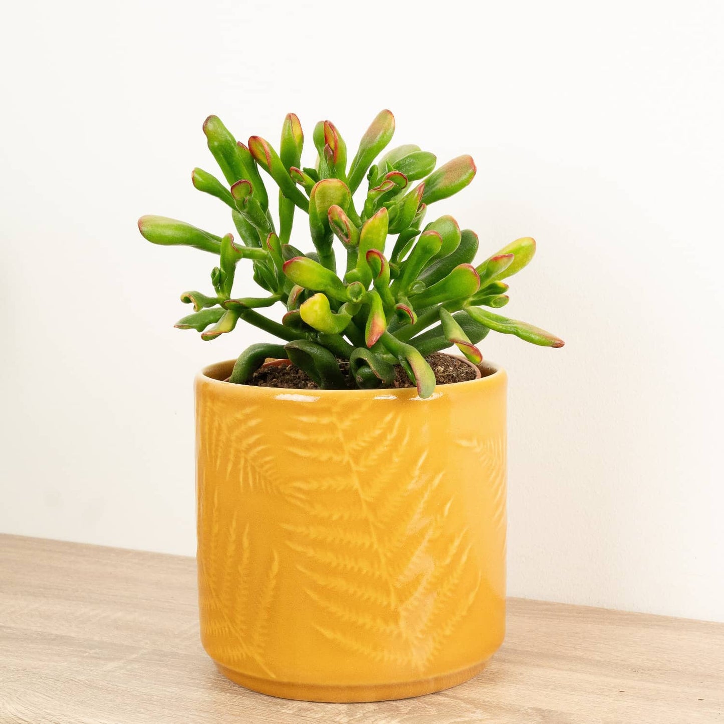 Money Plant | Sunset Hobbit