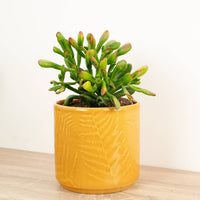 A stunning 'Sunset Hobbit' Money Plant - best identified through its distinct fleshy foliage reminiscent of a firework. Great for gifting and ideal for beginners due to their easy care nature, they are superb for decorating at home, in the office & beyond. Photographed in a yellow ceramic 'Orla Fern' pot - sold separately.