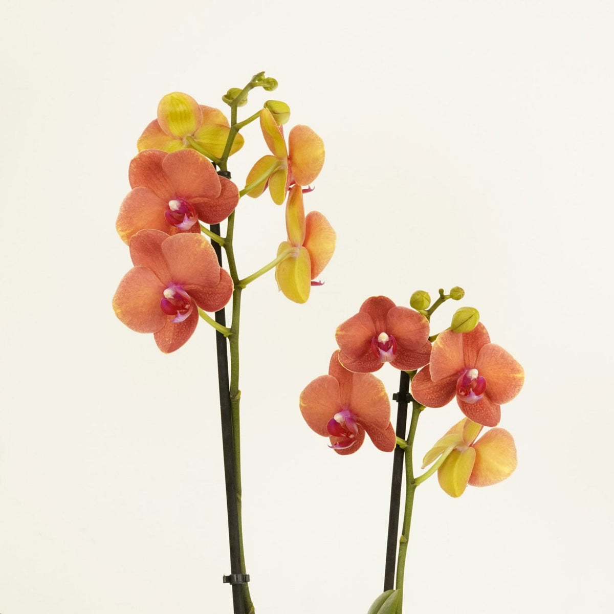 Phalaenopsis Orchid | Surfsong