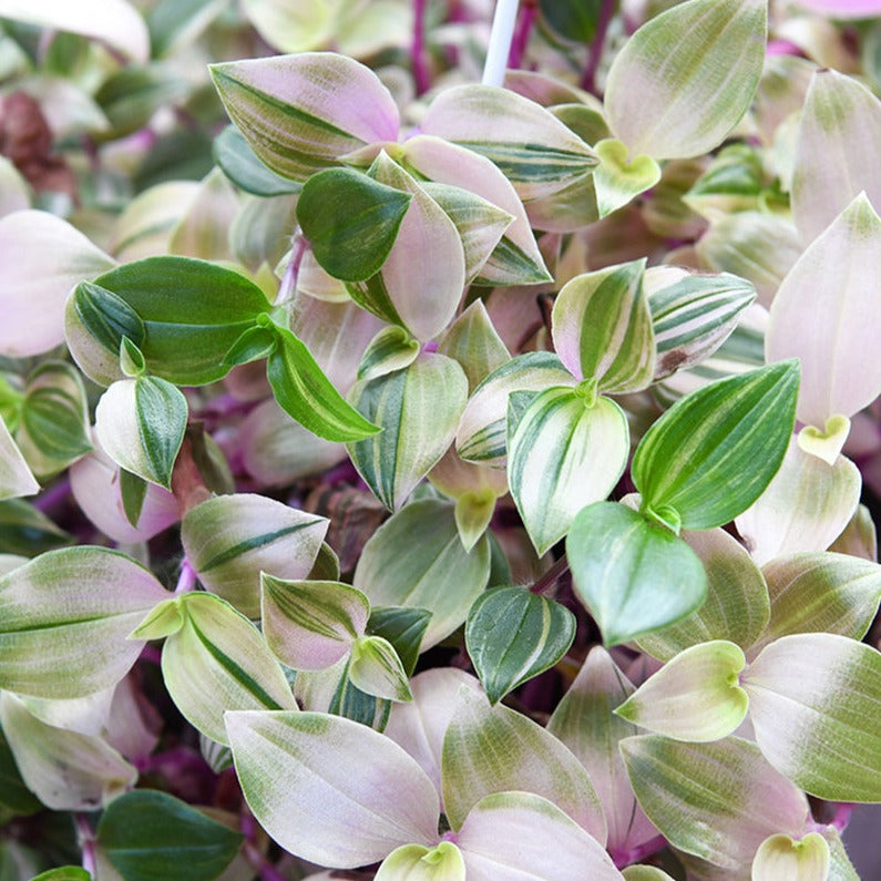 Wandering Dude | Rosa