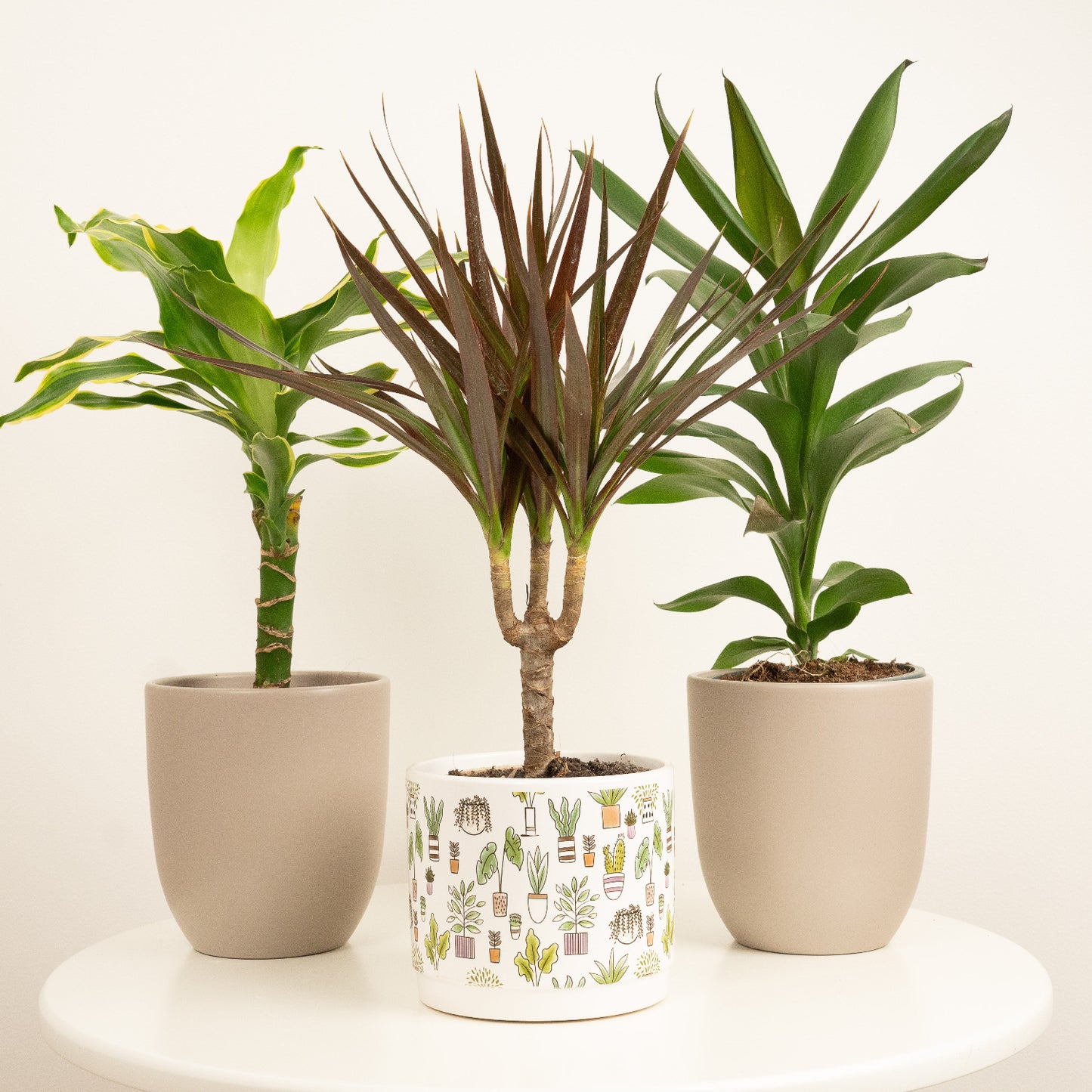 Botanical Palms | Plant Bundle