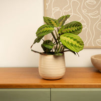 These stunning Maranta Leuconeura Prayer Plants are best identified through their lovely long stems and rounded patterned leaves. They are great for beginners, pet-friendly and air-purifying - making them suitable for decorating at home, in the office & beyond! Decorative pots sold separately, available whilst stocks last.
This variant is shown in a cosy ceramic pot on a table.