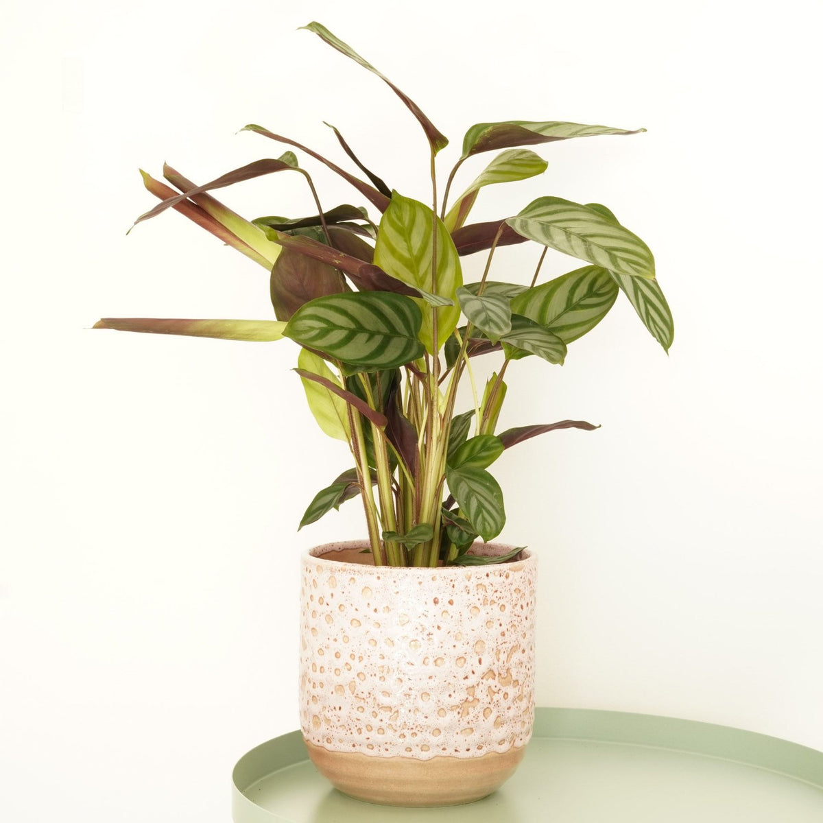 Never Never Plant | Compact Star