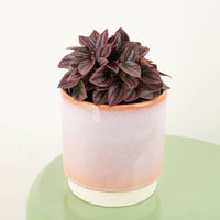A stunning 'Ruby Haze' Peperomia Radiator Plant - great for beginners and sure to inspire with their distinct dark-red tropical foliage!