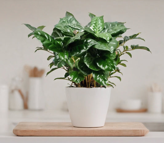 Coffee Plant | Arabica | Potted Houseplants