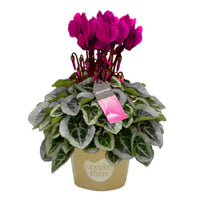 A fascinating variegated Purple Cyclamen plant in a mustard yellow plastic nursery pot, with vibrant variegated green leaves and purple central blooms.