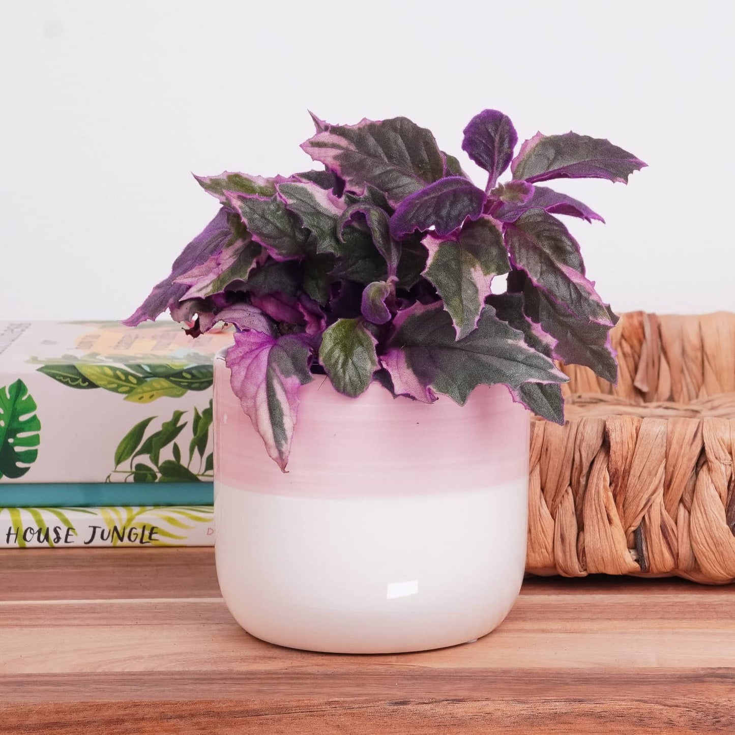 Variegated Velvet Plant | Purple Passion | Hard To Find